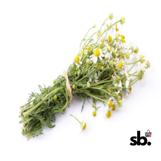 German Chamomile Seeds