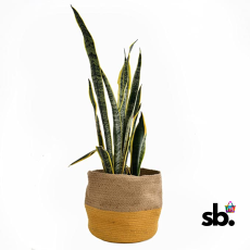 Greenri Sole Pebble Heavy Duty...