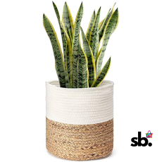 Ikom 6 Inch Pot Perfect for Indoor...