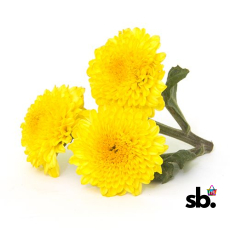 Chrysanthemum (Shevanti)