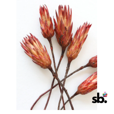 Bundle of Red Dried Protea Repens