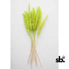 Chartreuse Dried Pampas Grass...