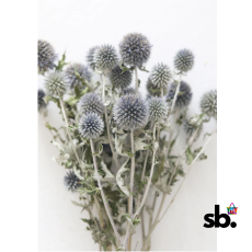 Blue Dried Echinops Globe Thistles