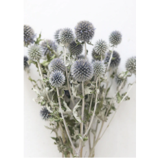 Blue Dried Echinops Globe Thistles