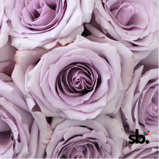 Lavender Ocean Song Rose Bundle